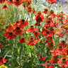 Helenium 'Moerheim Beauty' 3ltr