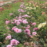 Aloha - Climbing Rose