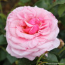 Aloha - Climbing Rose