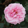 Aloha - Climbing Rose
