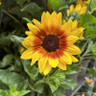 Helianthus 'Sunbelievable' 3L