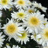 Leucanthemum 'Real Comet' INSTANT