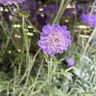 Scabious 'Mariposa Blue' INSTANT