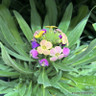 Erysimum tricolour