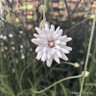 Catanache caerulea 'Alba'