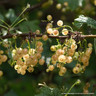 Whitecurrant 'White Versailles'
