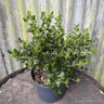 Ceanothus 'Victoria' 2L