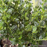 Ceanothus 'Victoria' 2L