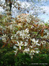 Amelanchier lamarckii - multistem