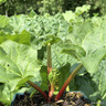 Rhubarb 'Victoria' - 1 crown