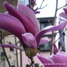 Magnolia x brooklynensis 'Black Beauty' 5ltr