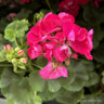 Geraniums (mixed colours)