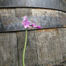 Tulbaghia violacea (Society Garlic) 2L