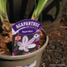 Agapanthus 'Megan's Mauve' 3L