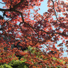 Acer freemanii 'Autumn Blaze' (Jeffersred) 45L