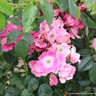 American Pillar - Climbing Rose