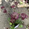 Astrantia 'Burgandy Manor'-3L