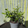 Gardenia jas. 'Double Diamond'