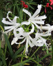 Nerine bowdenii 'alba' - 1ltr