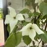 Cornus kousa var. chinensis