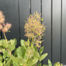 Cotinus coggygria 'Young Lady' 3L