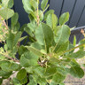 Cotinus coggygria 'Young Lady' 3L