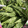 Pulmonaria 'Raspberry Splash' - 3L