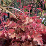 Heuchera 'Orangeberry' - 3L