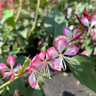 Gaura - mixed varieites (1L)