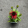 Echinacea 'Red Rocket'