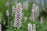 Persicaria