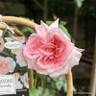 Rosa 'Renaissance Clair' - shrub rose