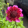 Dahlia 'The Phantom' 3L