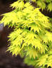 Acer shirasawanum 'Jordan' (15L)