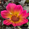 Dahlia 'Happy Days'