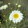 Leucanthemum 'Western Star Taurus' 5L