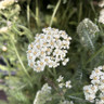 Achillea 'Desert Eve Cream'