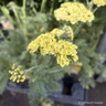 Achillea 'Desert Eve Light Yellow'