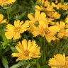 Coreopsis 'Castello yellow'