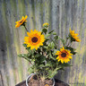 Helianthus 'Sunbelievable' 3 litre