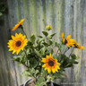 Helianthus 'Sunbelievable' 3 litre