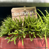 Rhipsalis (Mistletoe cactus)