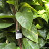 Scindapsus on moss pole (Pothos)