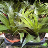 Dracaena (Baby dragon plant)