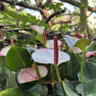 Anthurium (cream with pink)