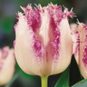 Tulip 'Aria Card' (Fringed) - PACK of 10 premium size bulbs
