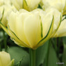 Tulip 'Exotic Emperor' (Fosteriana) - PACK of 10 premium size bulbs