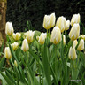 Tulip 'Exotic Emperor' (Fosteriana) - PACK of 10 premium size bulbs