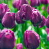 Tulip 'Double Negrita' (Double Early) - PACK of 10 premium size bulbs