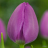 Tulip 'Double Negrita' (Double Early) - PACK of 10 premium size bulbs